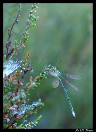 Leste verdoyant - Lestes virens